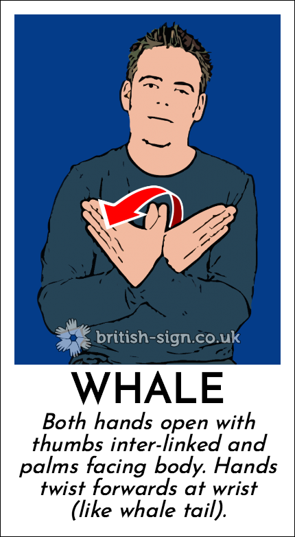Whale: Both hands open with thumbs inter-linked and palms facing body.  Hands twist forwards at wrist (like whale tail).
